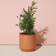 Load image into Gallery viewer, Terracotta Grow Kits