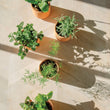 Load image into Gallery viewer, Terracotta Grow Kits
