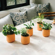 Load image into Gallery viewer, Terracotta Grow Kits