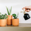 Load image into Gallery viewer, Terracotta Grow Kits
