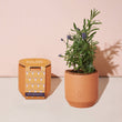 Load image into Gallery viewer, Terracotta Grow Kits