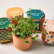 Load image into Gallery viewer, Terracotta Grow Kits
