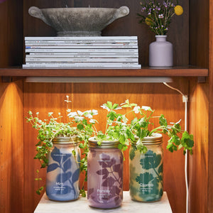 Modern Sprout - Herb Garden Jar