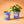 Load image into Gallery viewer, Compliment Grow Kits
