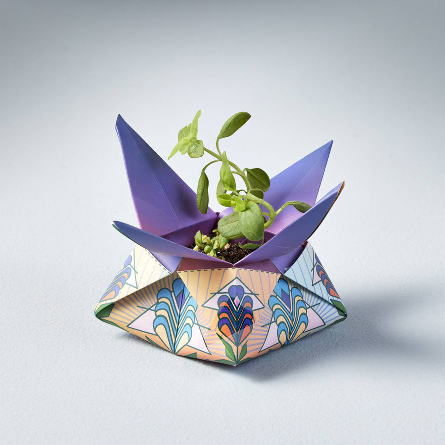 Cosmic Seed Kit