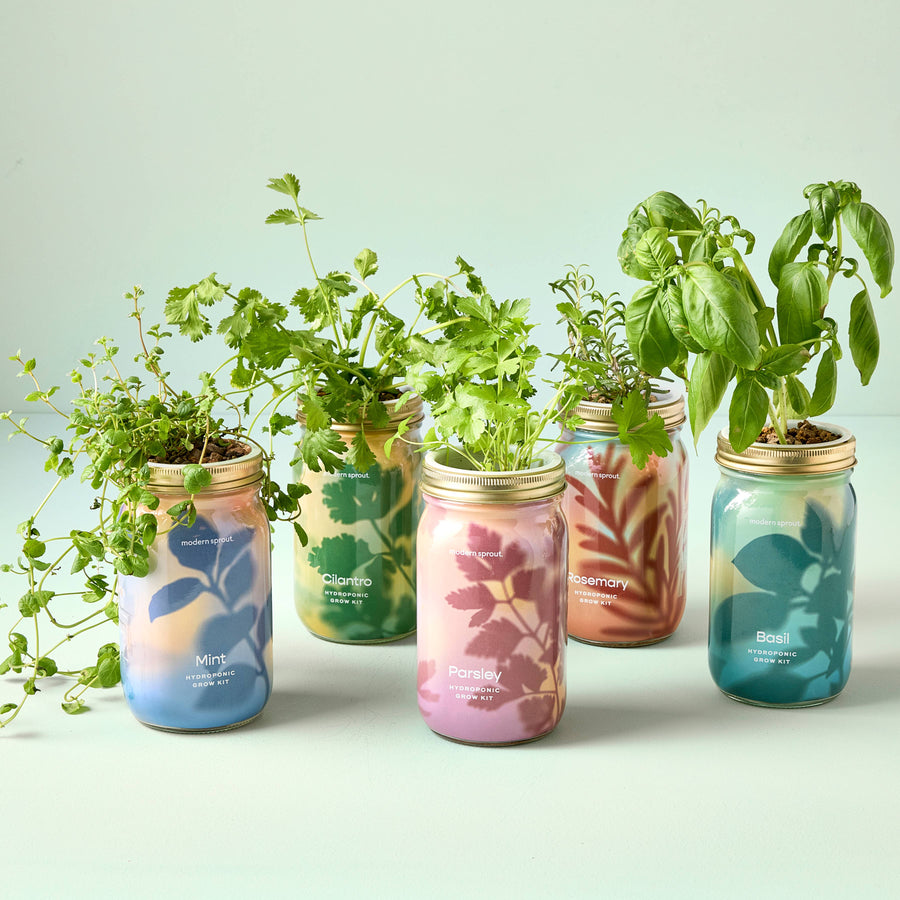Modern Sprout - Herb Garden Jar