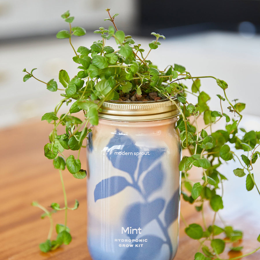 Modern Sprout - Herb Garden Jar