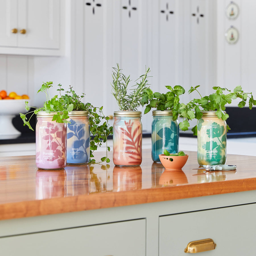 Modern Sprout - Herb Garden Jar