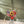 Load image into Gallery viewer, 3D Puzzle: Chamomile
