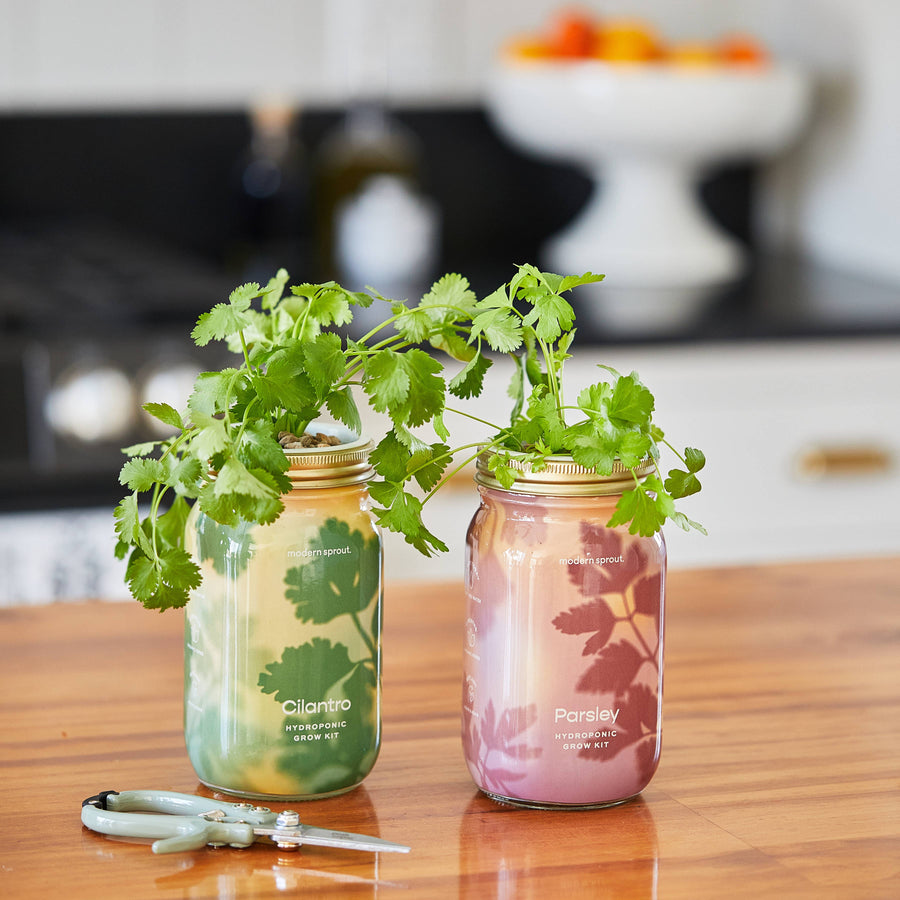 Modern Sprout - Herb Garden Jar